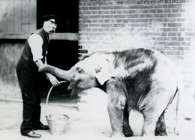 Keeper Charles Eyles Feeding a Baby Asian Elephant with a Tube, at London Zoo by Frederick William Bond